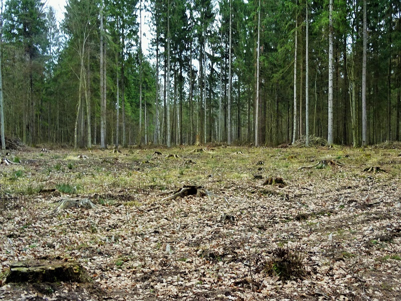 Apel naukowców do premiera o objęcie całej Puszczy Białowieskiej parkiem narodowym