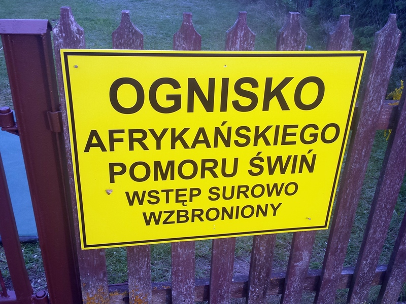 Białoruś ogranicza import wieprzowiny z województwa podlaskiego