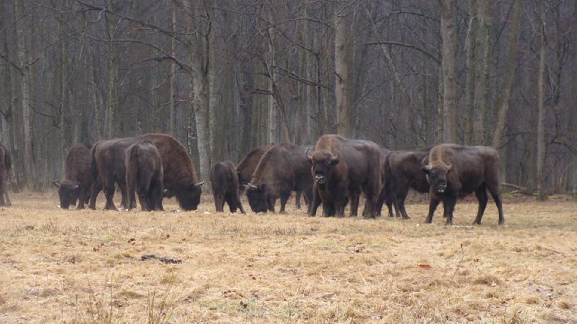 Jest pozwolenie na odstrzał 40 żubrów w Puszczach Knyszyńskiej i Boreckiej