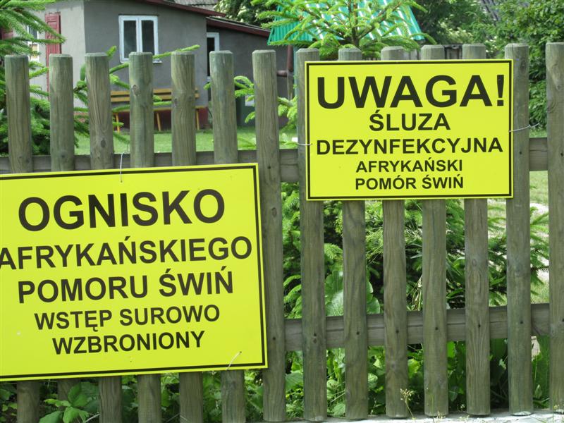 To trzecia fala zachorowań na ASF wśród zwierząt gospodarskich