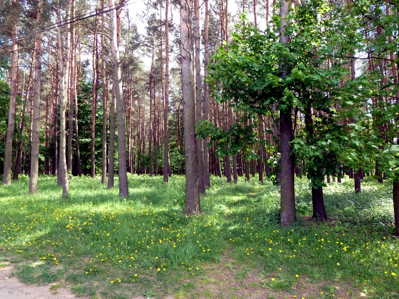 Kleszcze atakują - trwa sezon największej aktywności