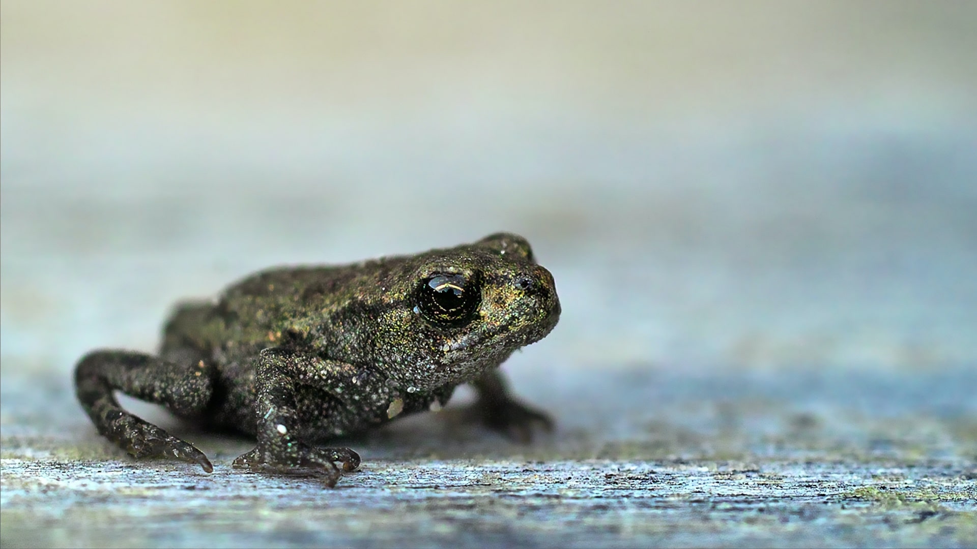 Biolodzy z Uniwersytetu w Białymstoku pomagają płazom w wiosennych migracjach