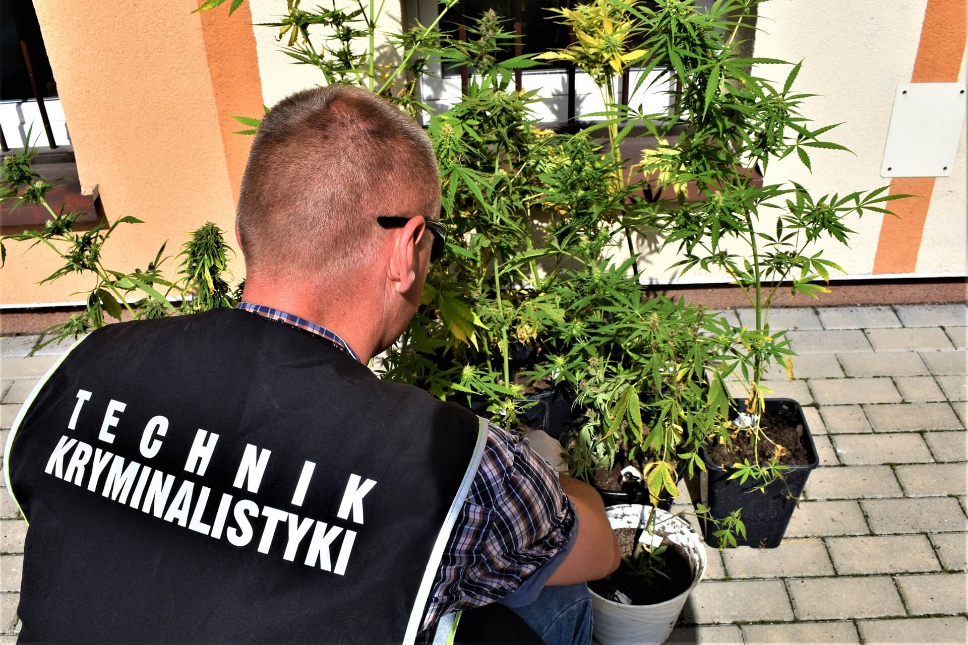 Dwaj mieszkańcy Augustowa przyznali się policjantom, że uprawiają narkotyki