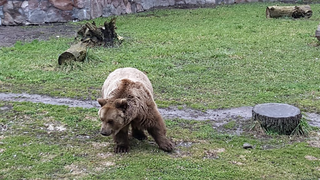 Niedźwiedź Grześ z białostockiego ZOO obudził się z zimowego snu