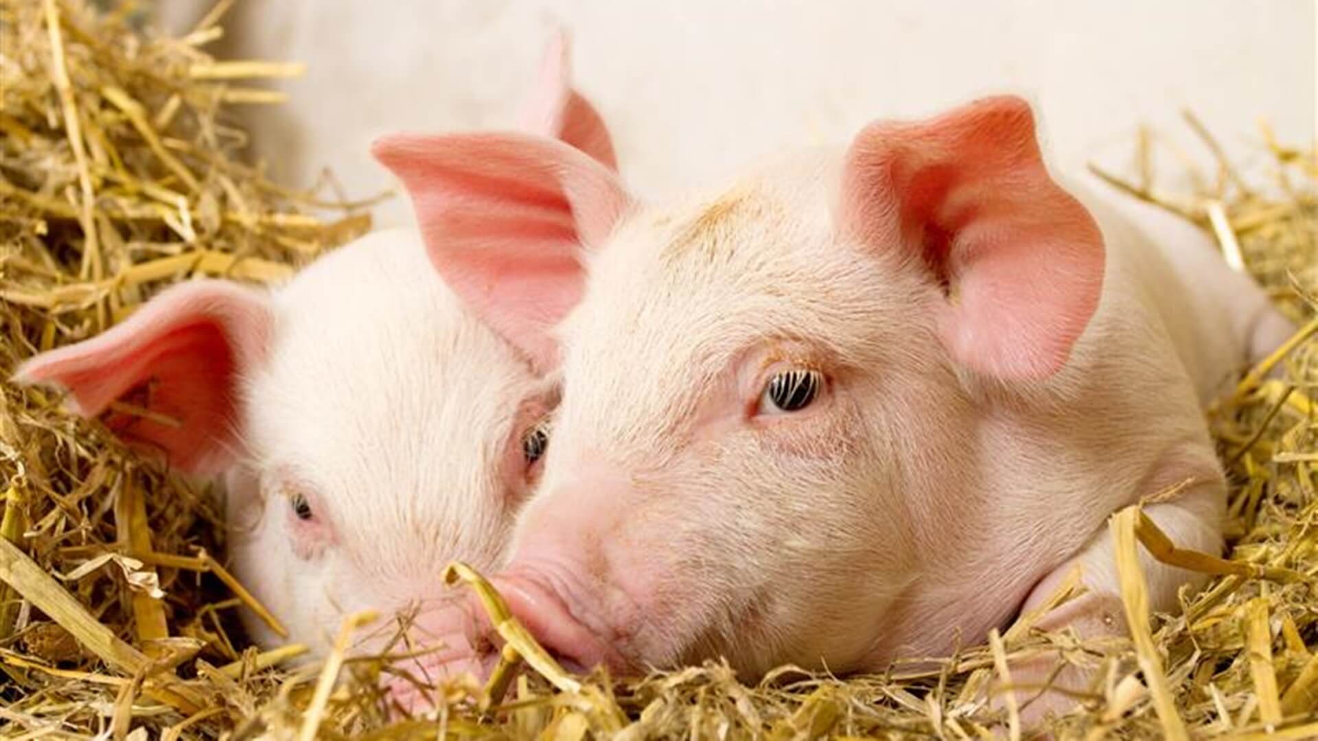 Radni powiatu sejneńskiego nie chcą chlewni w gminie Giby i fermy drobiu na terenie gminy Puńsk