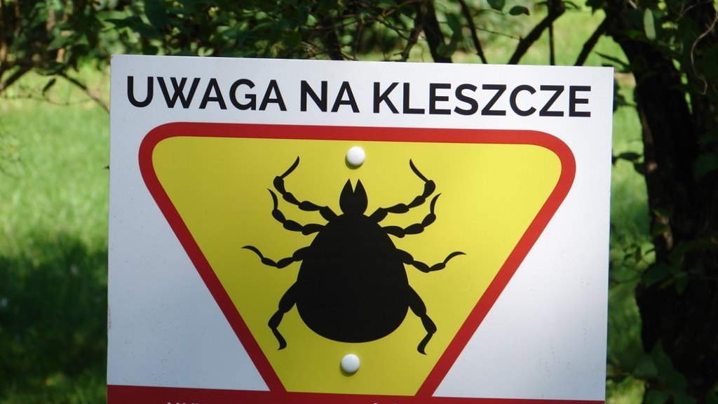 Uwaga na kleszcze - tylko w tym roku w Podlaskiem ponad 900 osób zachorowało na boreliozę