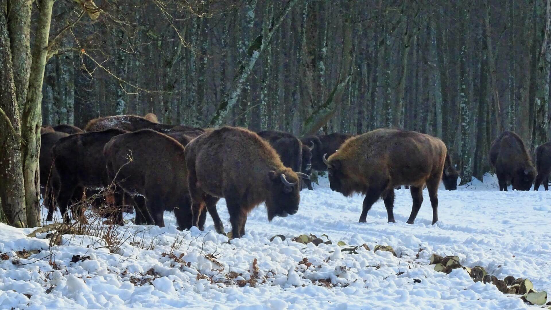 Zakończyła się zimowa inwentaryzacja białowieskich żubrów - doliczono się prawie 800 zwierząt