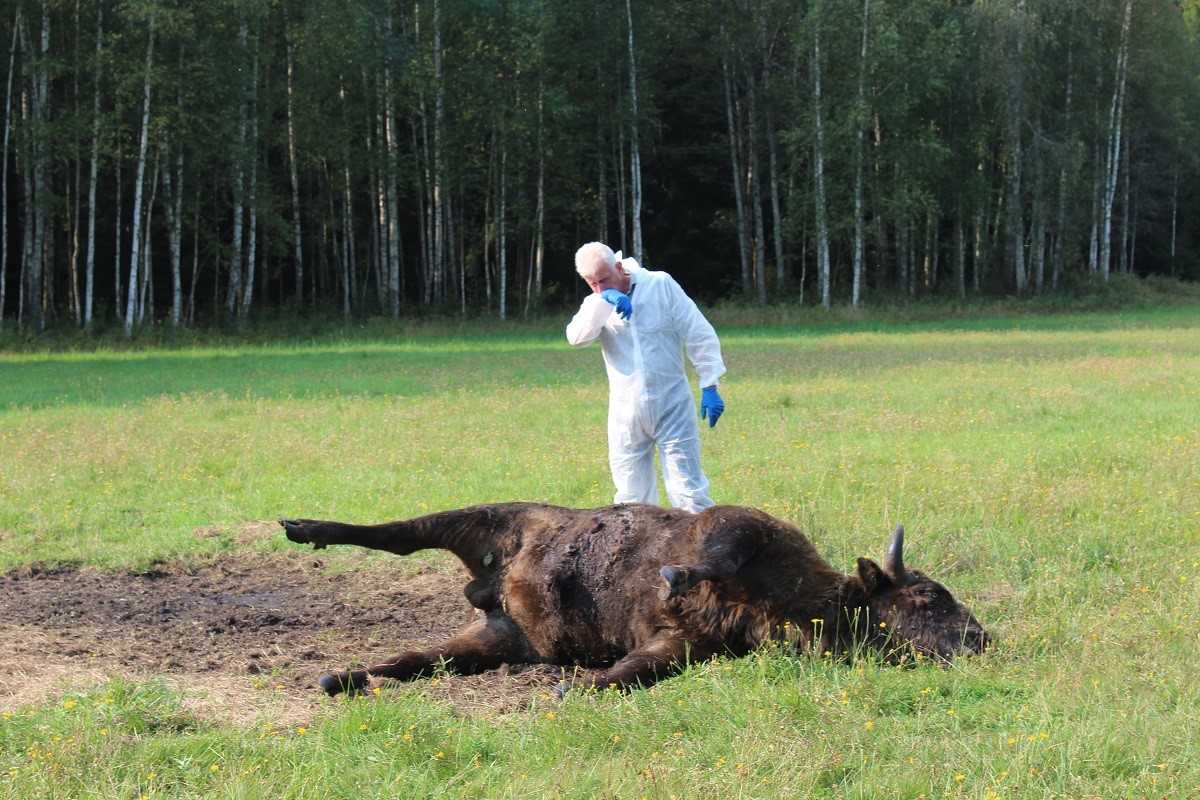 Martwy żubr w Puszczy Augustowskiej