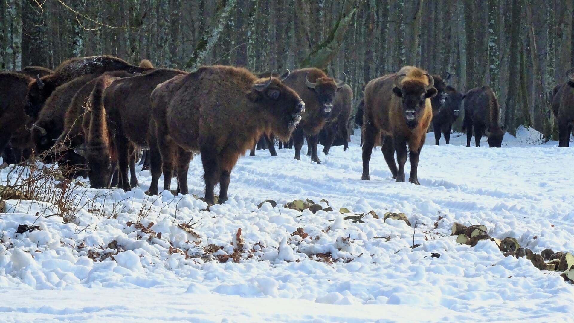 Nie ma pełnych wyników inwentaryzacji żubrów w Puszczy Białowieskiej - liczenie utrudnia ocieplenie