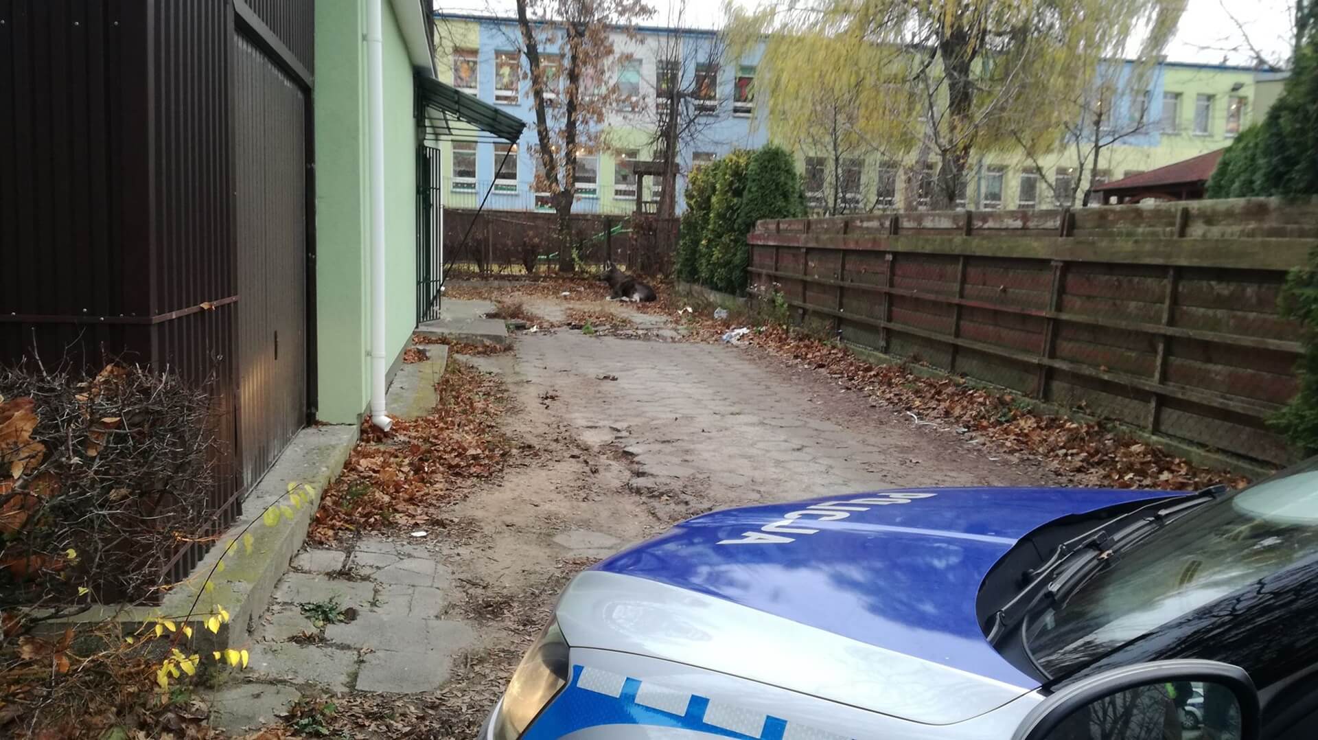 Po Mońkach biegał młody łoś - policjanci wstrzymali ruch w centrum miasta
