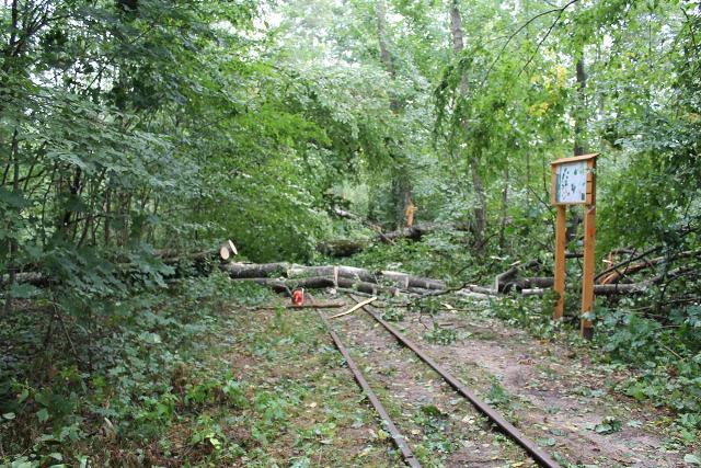 Silny wiatr powalił 20 000 m3 drzew w Puszczy Białowieskiej