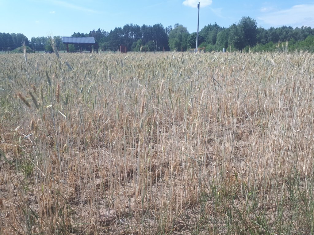Susza w całej Polsce, także w Podlaskiem - rolnicy liczą straty