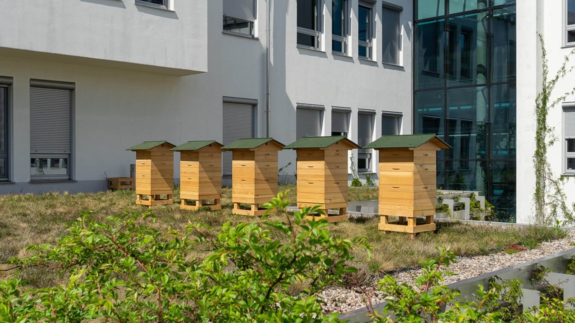 Uniwersyteckie Centrum Przyrodnicze stworzy wystawę edukacyjną o roli pszczół w przyrodzie