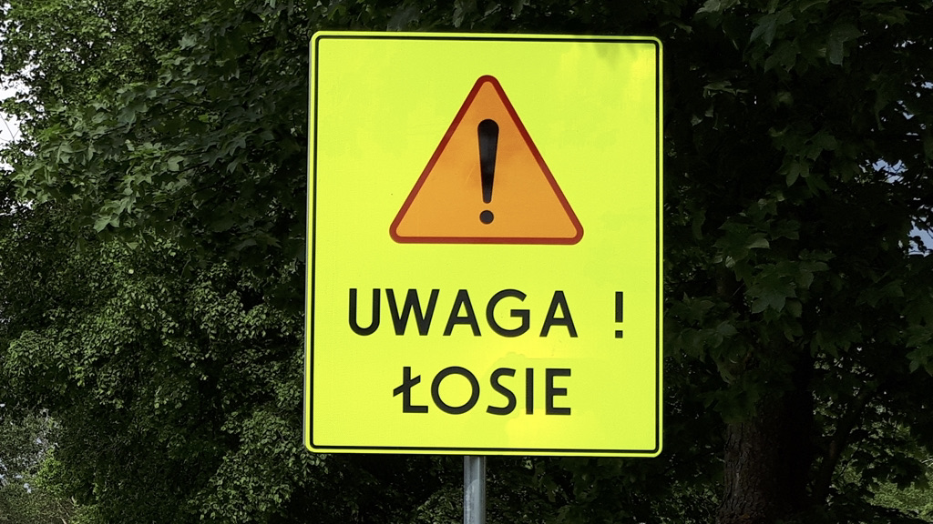 Uważajmy na łosie przy drodze krajowej nr 65 - apelują przyrodnicy z Biebrzańskiego Parku Narodowego