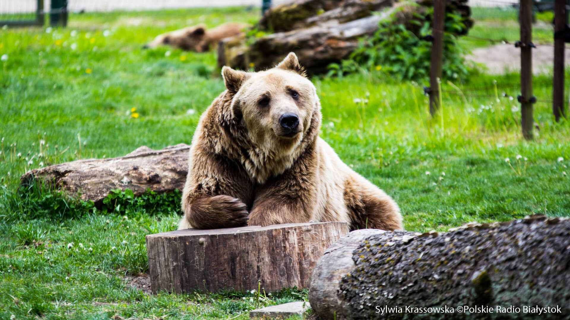 Nie żyje niedźwiedzica Joli z białostockiego ZOO