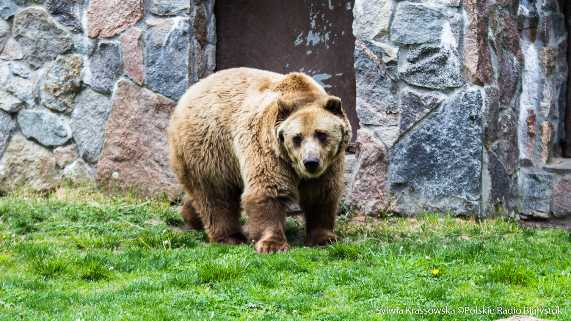 Nie żyje niedźwiedź Grześ z białostockiego ZOO