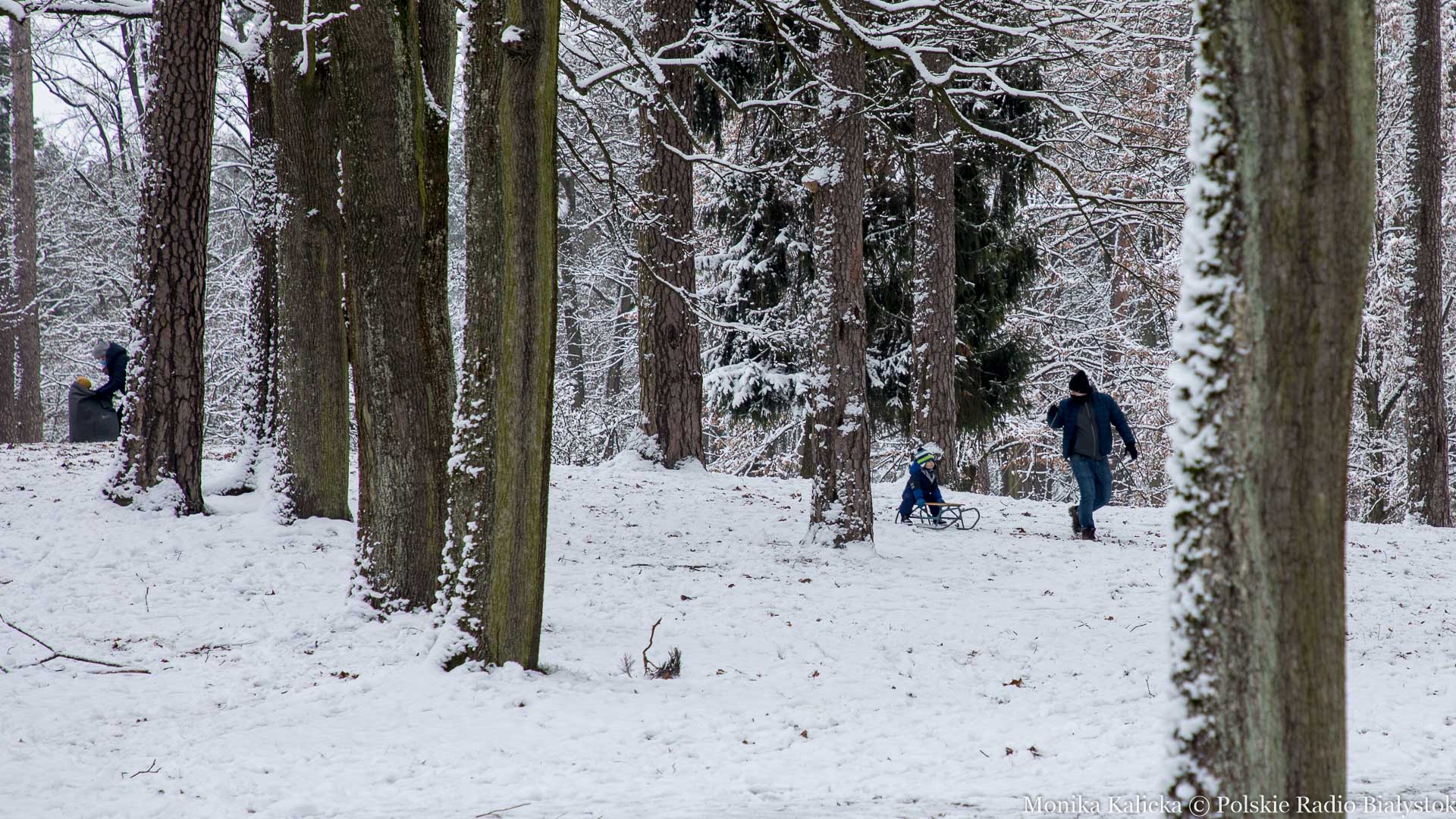 Uwaga na zaśnieżone drzewa nad Neckiem w Augustowie