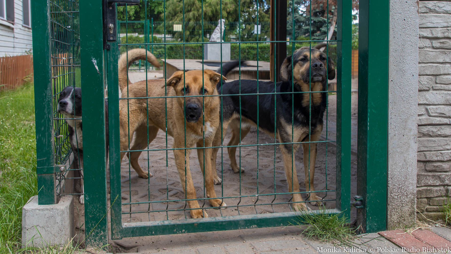 Do schroniska w Białymstoku trafia coraz więcej psów