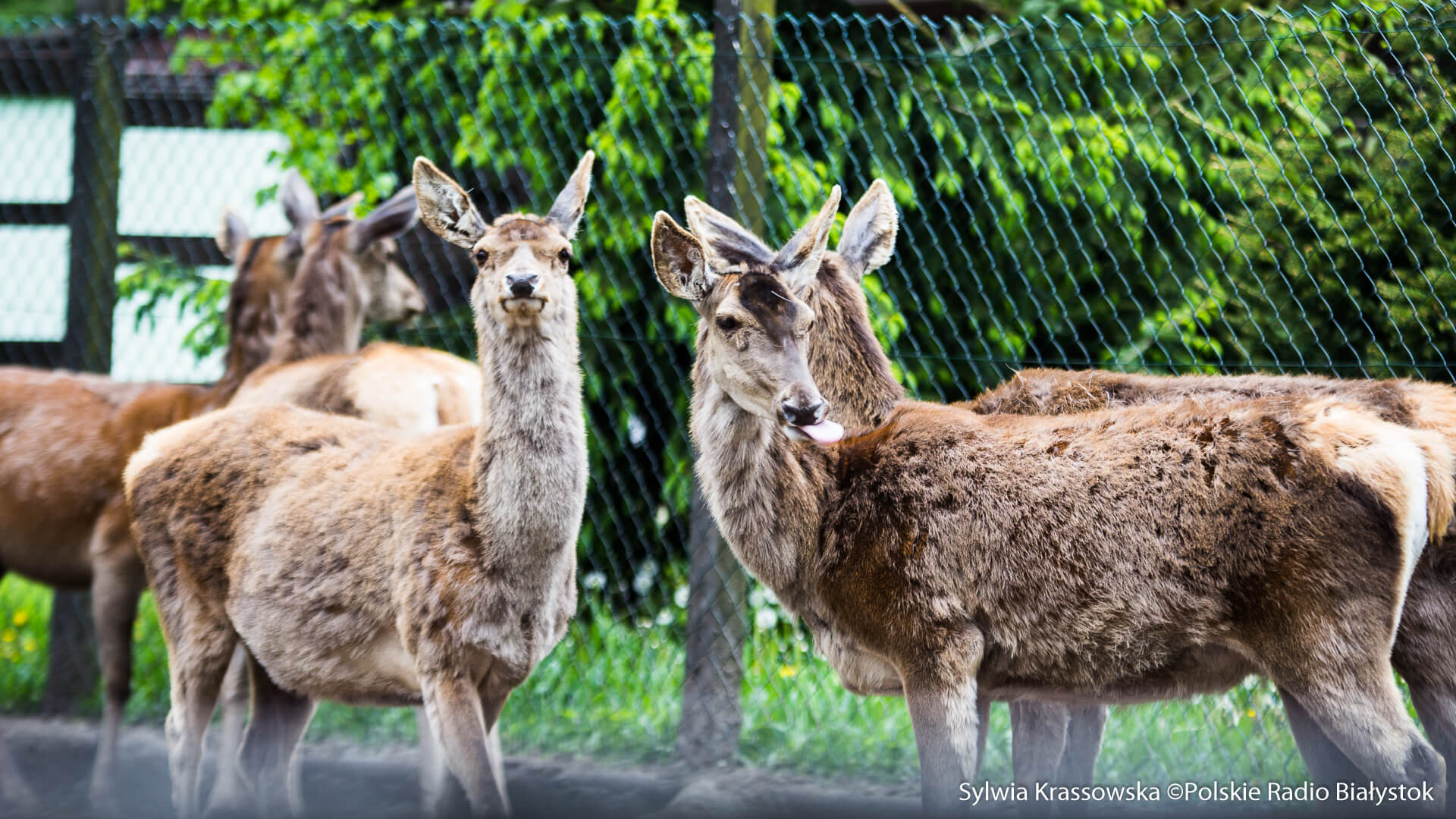 Zwierzęta w białostockim zoo czekają na żołędzie