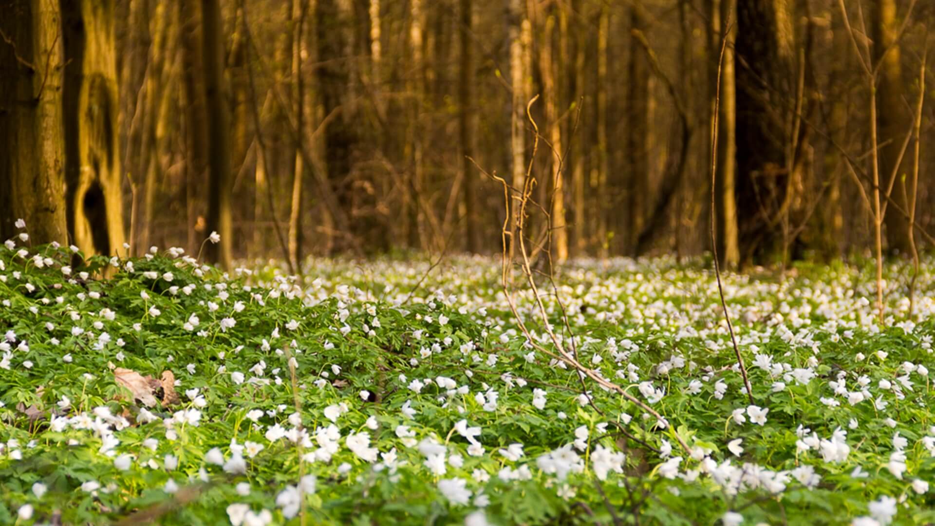 Spacery po lesie w czasach koronawirusa