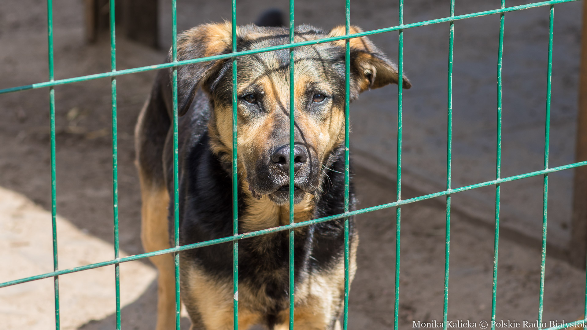 Kilka starszych psów znalazło nowe domy w ramach akcji  #adoptujseniora