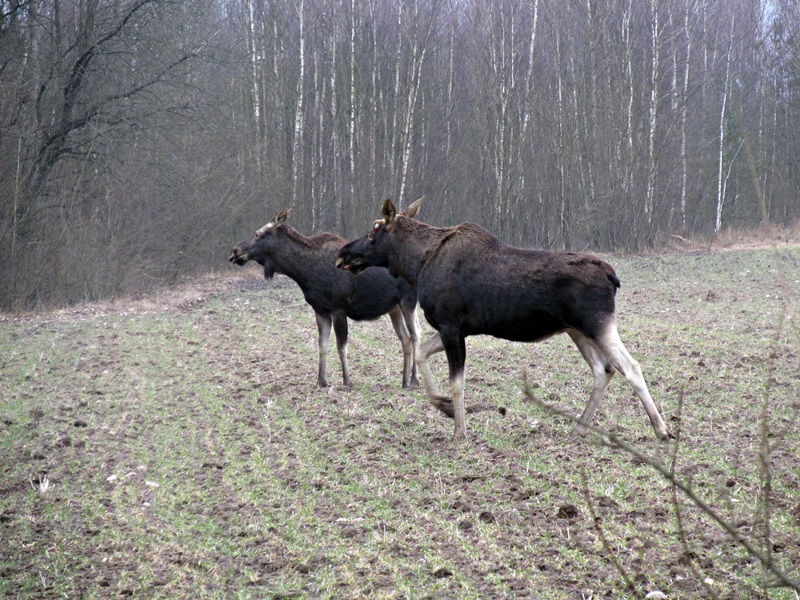 Rozpoczęło się liczenie łosi w Biebrzańskim Parku Narodowym