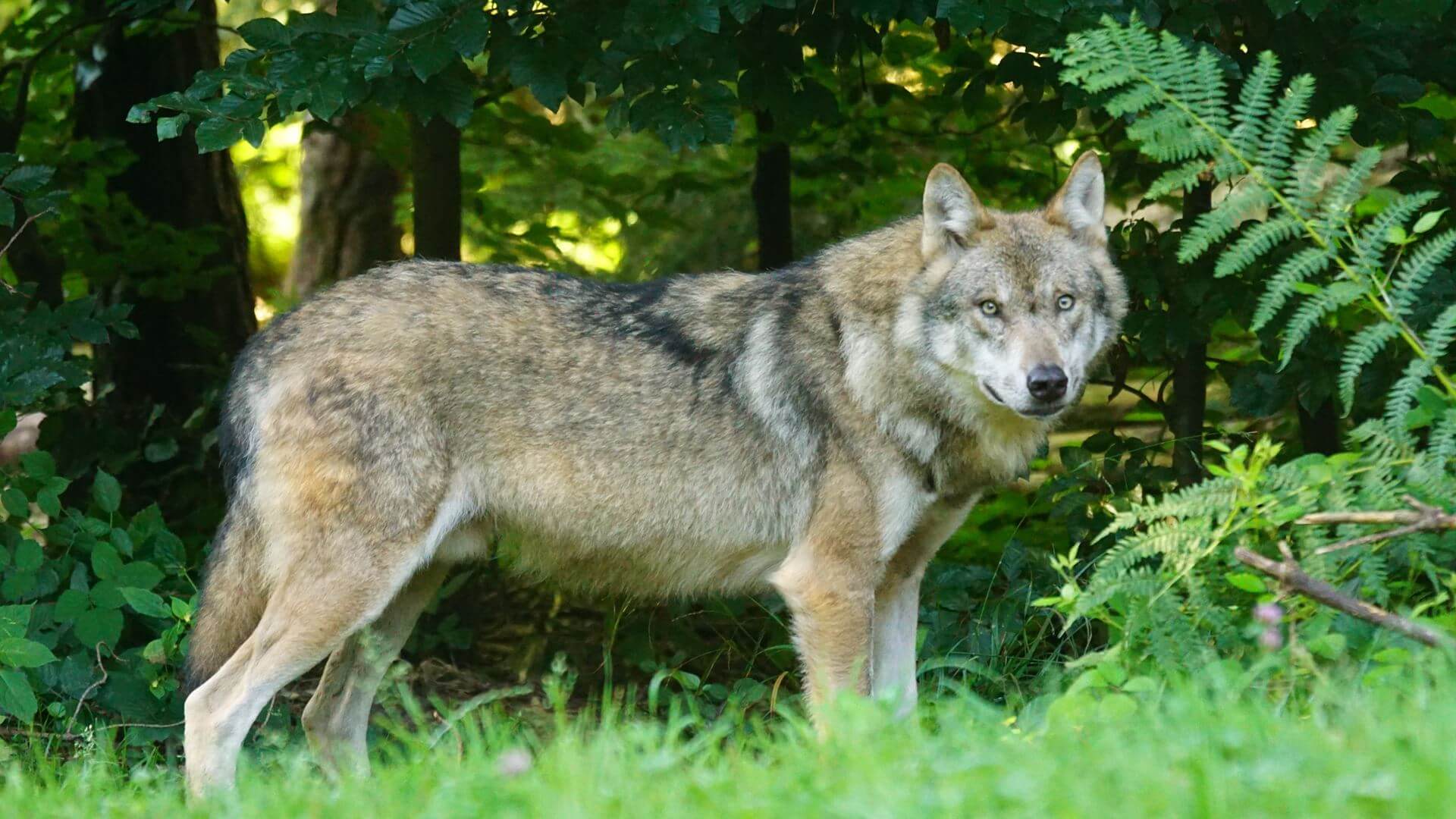 Przyrodnicy odnaleźli parę wilków, która zagryzła psy w okolicach Łomży