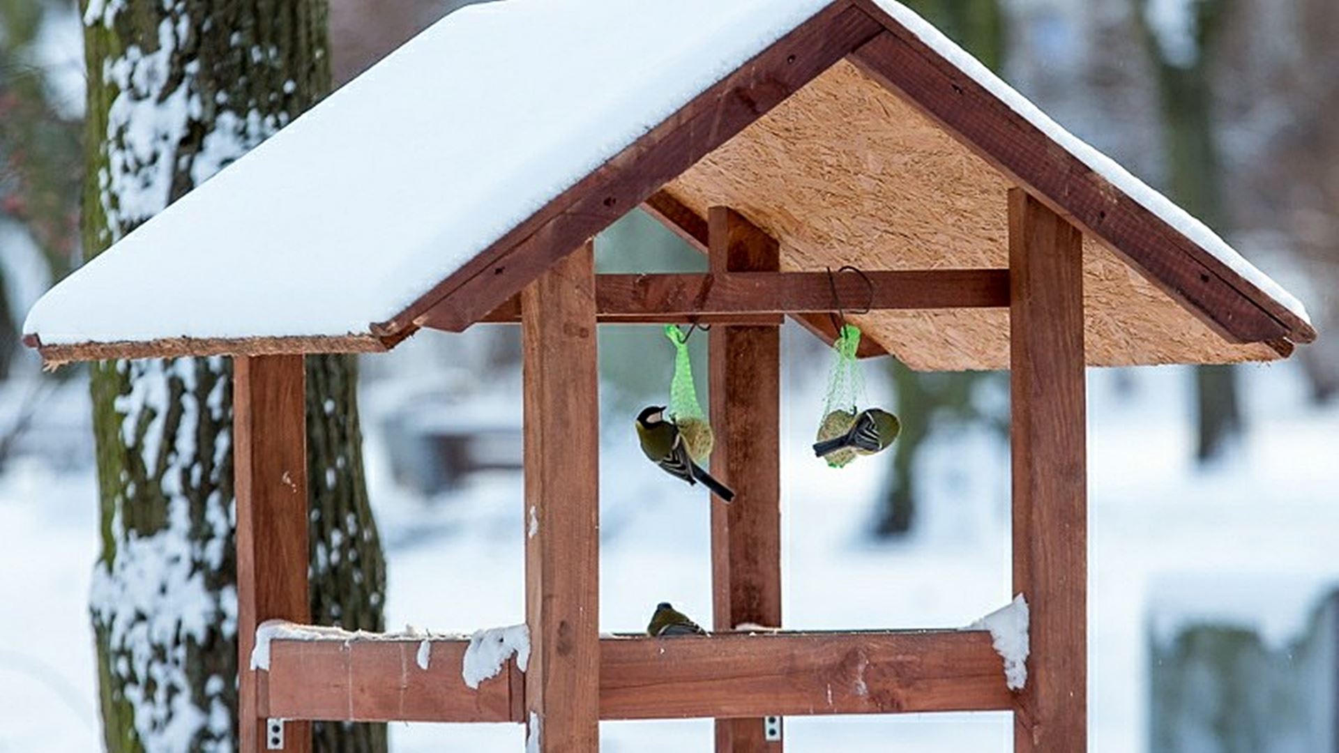 Fotografowanie ptaków przy karmnikach
