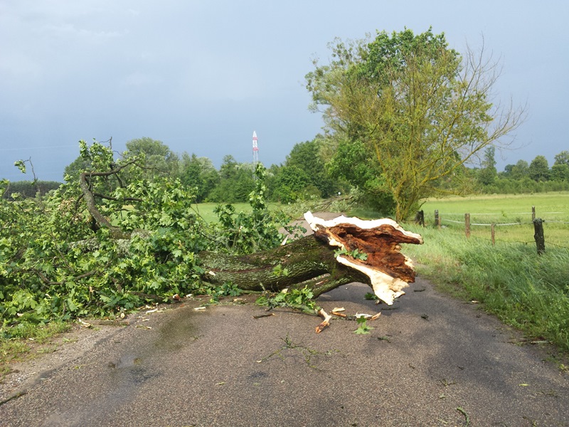 Leśnicy liczą straty po wichurze - usuwanie połamanych drzew potrwa kilka miesięcy