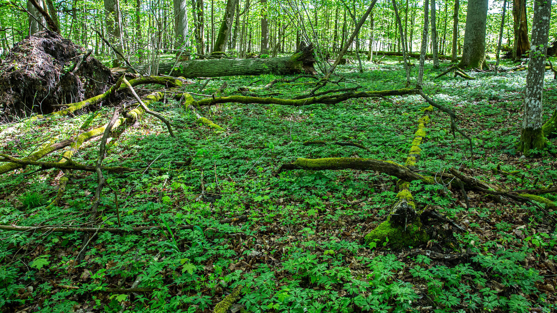 W poniedziałek (24.05) obchodzimy Europejski Dzień Parków Narodowych