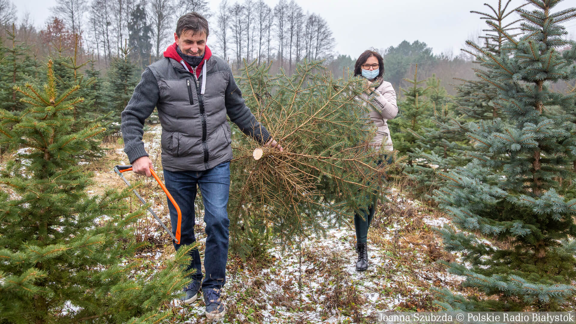 W Przewalance można kupić własnoręcznie wyciętą z plantacji choinkę [zdjęcia]