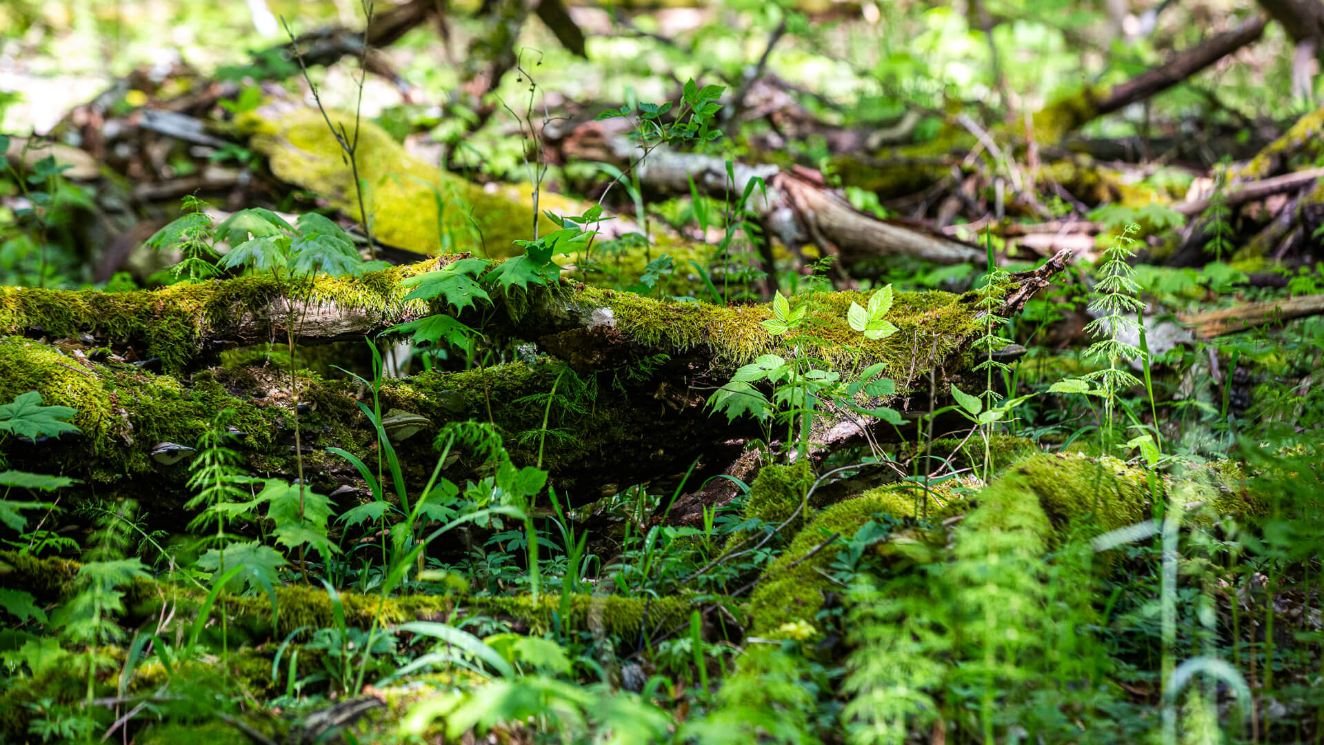 Nadleśnictwa Białowieża i Browsk z nowymi aneksami do planów urządzenia lasu
