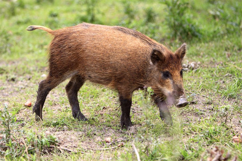 Kolejne dziki w powiecie łomżyńskim do odstrzału