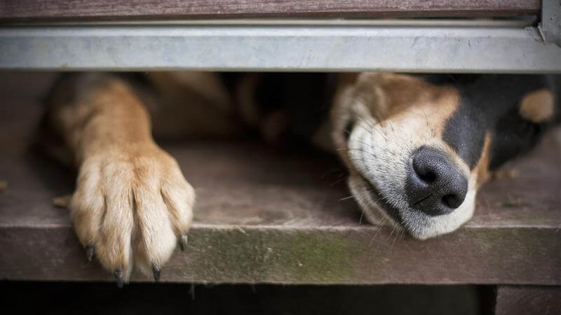 Schronisko "Dolina Dolistówki" zachęca do adopcji psich seniorów