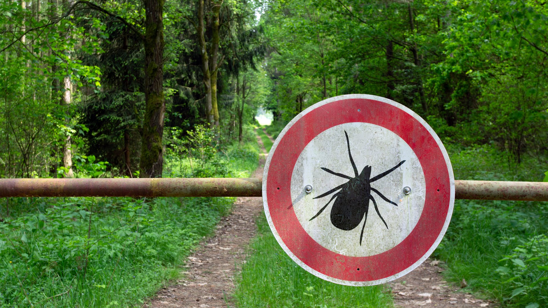 Więcej przypadków boreliozy i kleszczowego zapalenia mózgu niż rok temu