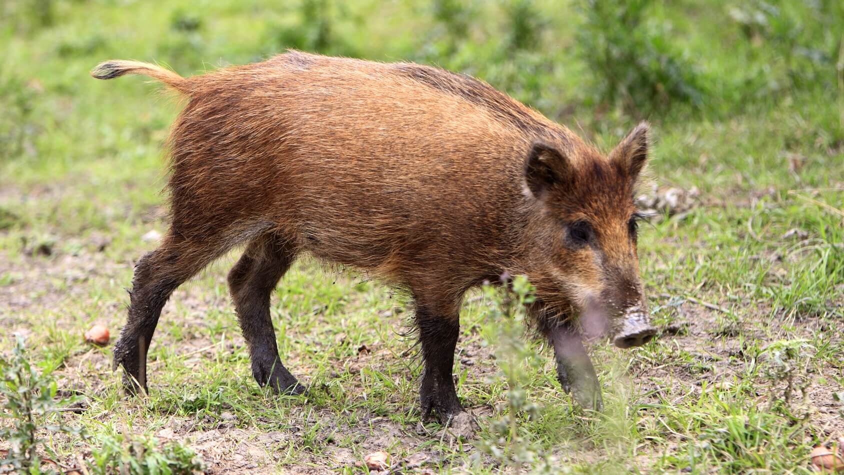 W styczniu ma się rozpocząć masowy odstrzał dzików