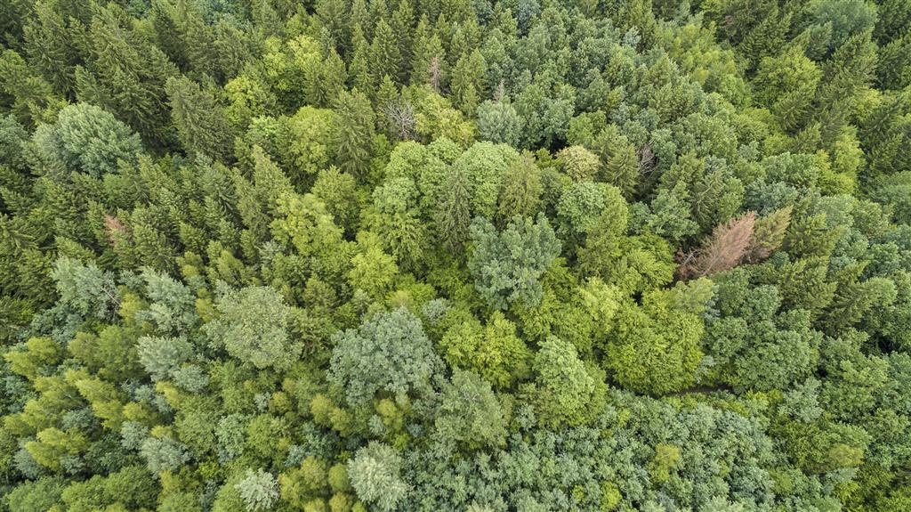 Leśnicy i mieszkańcy dużych miast konsultują powstanie tzw. lasów społecznych