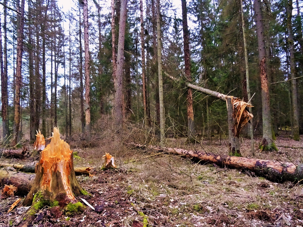 Trybunał UE - Polska złamała unijne prawo w Puszczy Białowieskiej