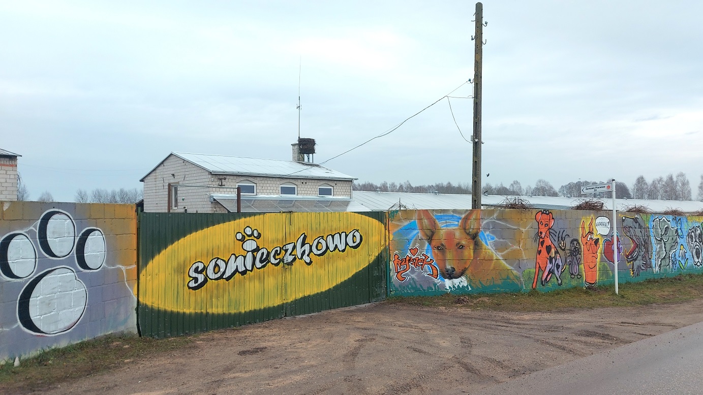 Tłoczno w schronisku w Sonieczkowie. Tylu szczeniaków tam jeszcze nie było