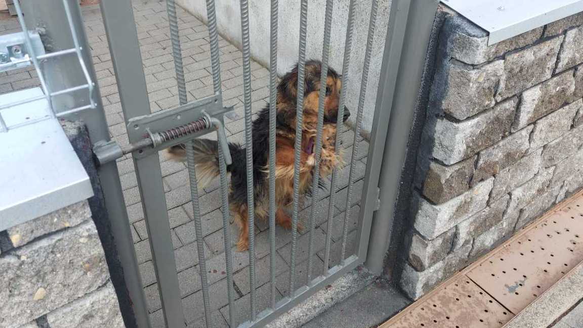 Od października suwalskie schronisko dla bezdomnych psów ma nowego operatora