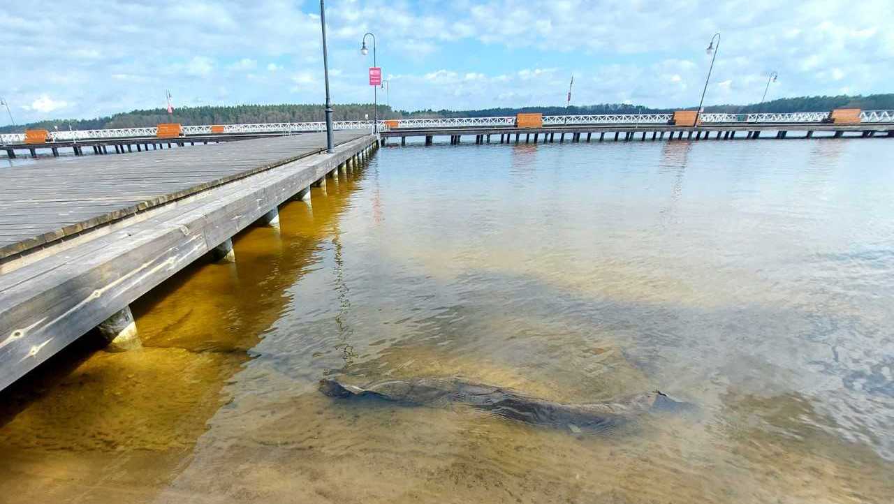 Na plaży przy Molo Radiowej Trójki w Augustowie jest niebezpiecznie