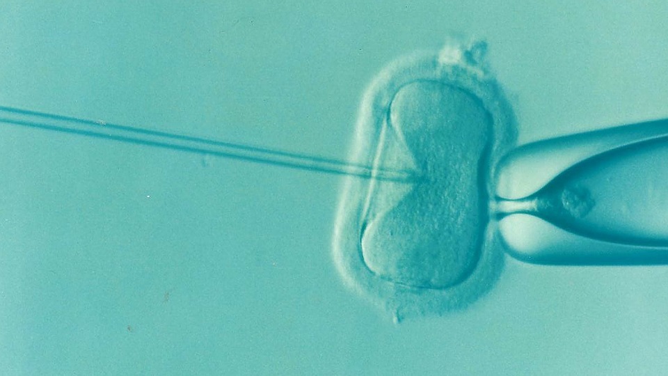 Suwałki wydadzą 60 tys. zł na miejski program in vitro - można jeszcze się zgłaszać
