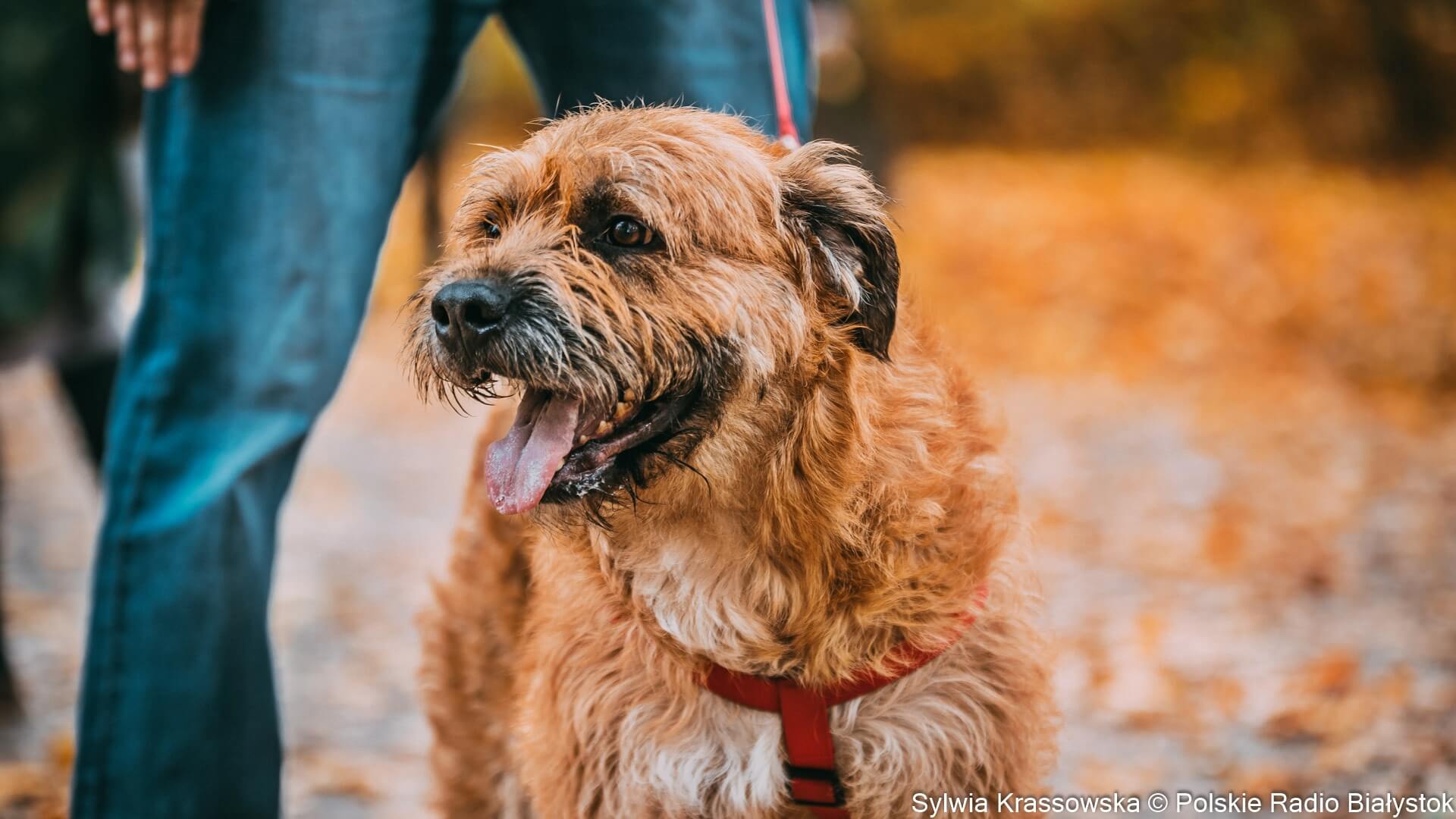 Dolina Dolistówki zachęca do adopcji specjalnej psów i kotów