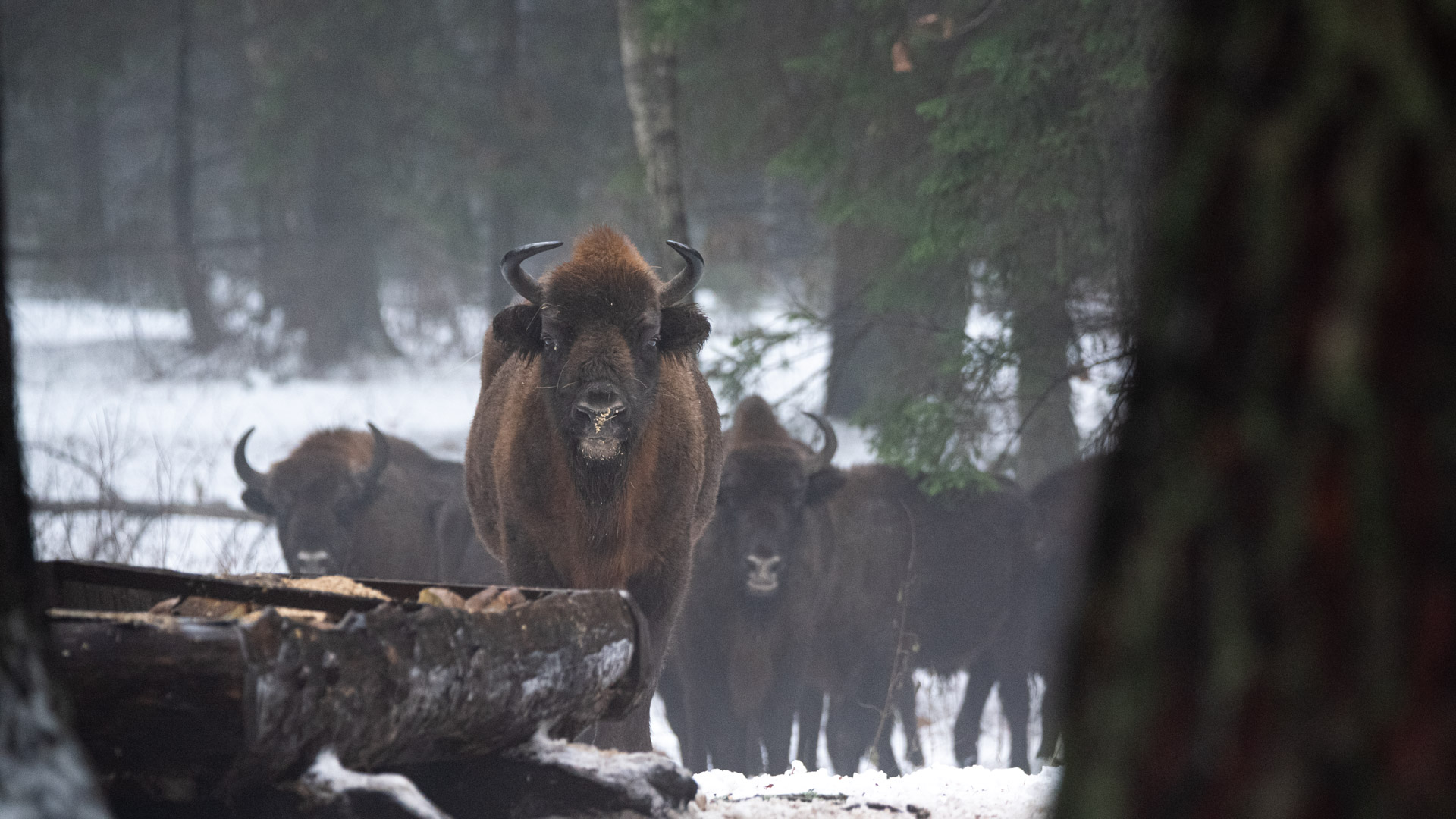 Kolejne żubry zginęły pod kołami wojskowej ciężarówki - tym razem między Hajnówką a Białowieżą
