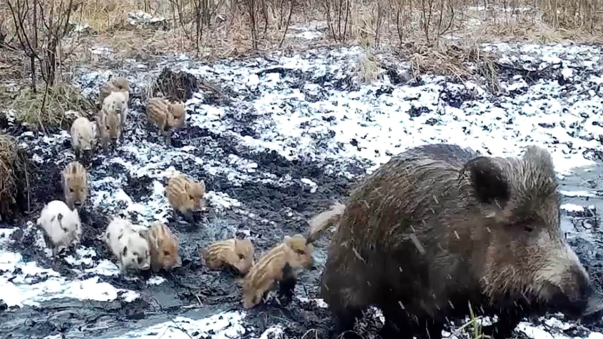 Przyrodnicy odkryli dziki dalmatyńczyki w Łomżyńskim Parku Krajobrazowym Doliny Narwi [zdjęcia, wideo]