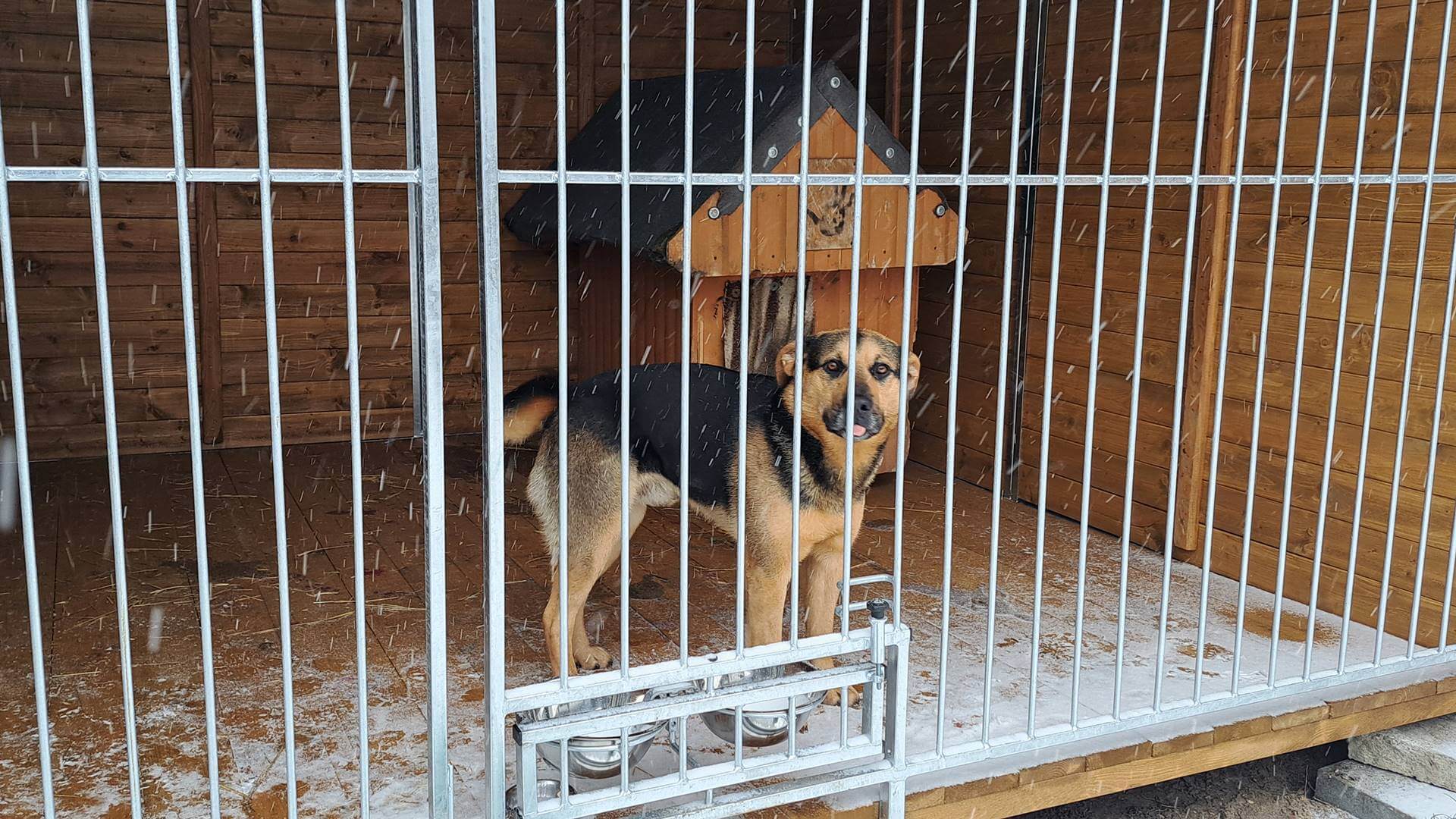 Białystok: Kilka starszych psów znalazło nowe domy podczas akcji #zakochaj się w Seniorze