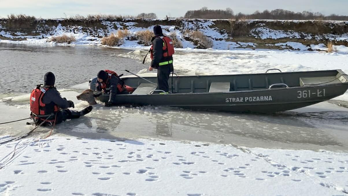 Łania uratowana przez strażaków