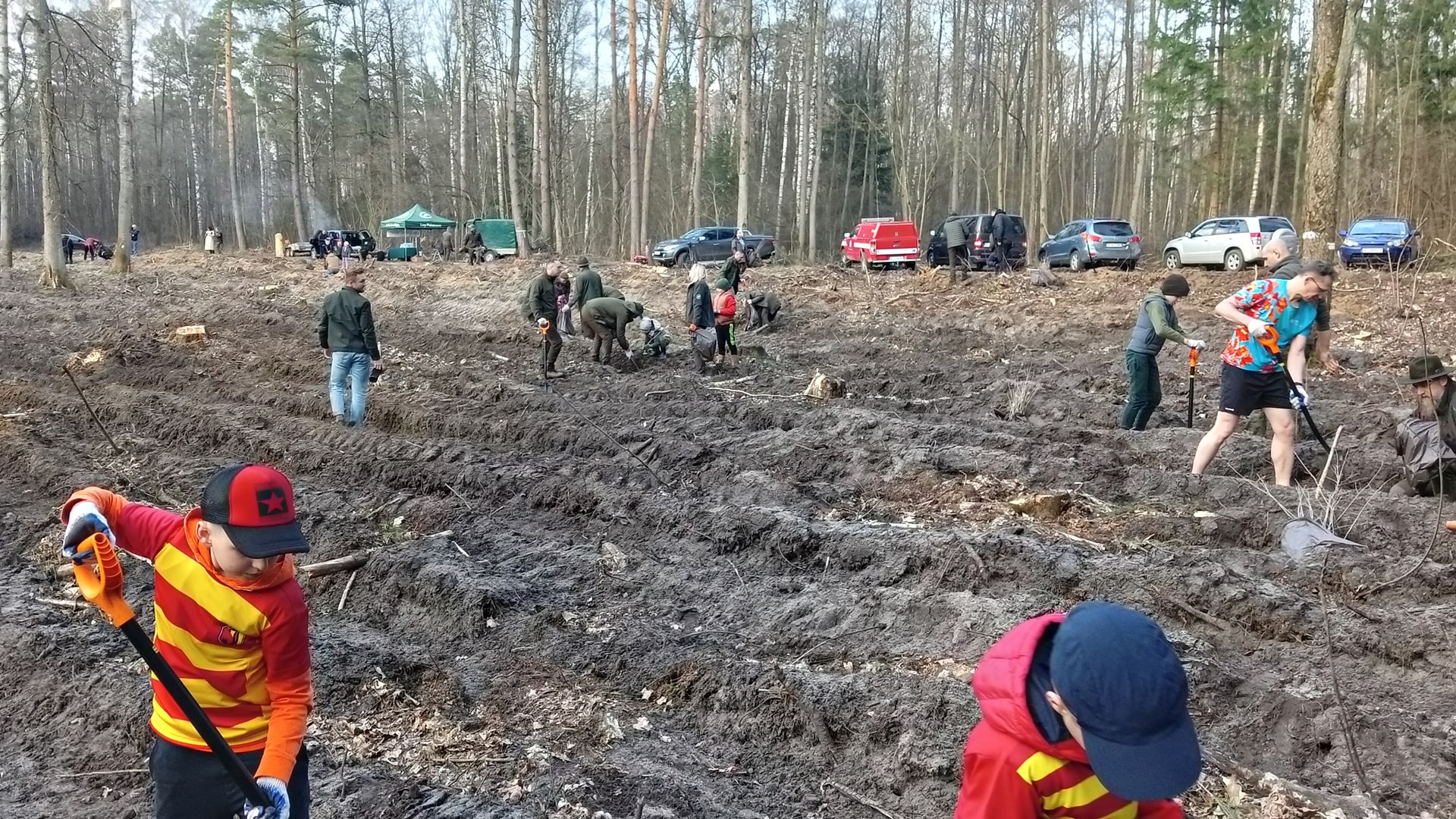 Piłkarze i kibice Jagiellonii Białystok posadzili kilkaset dębów w Lesie Solnickim