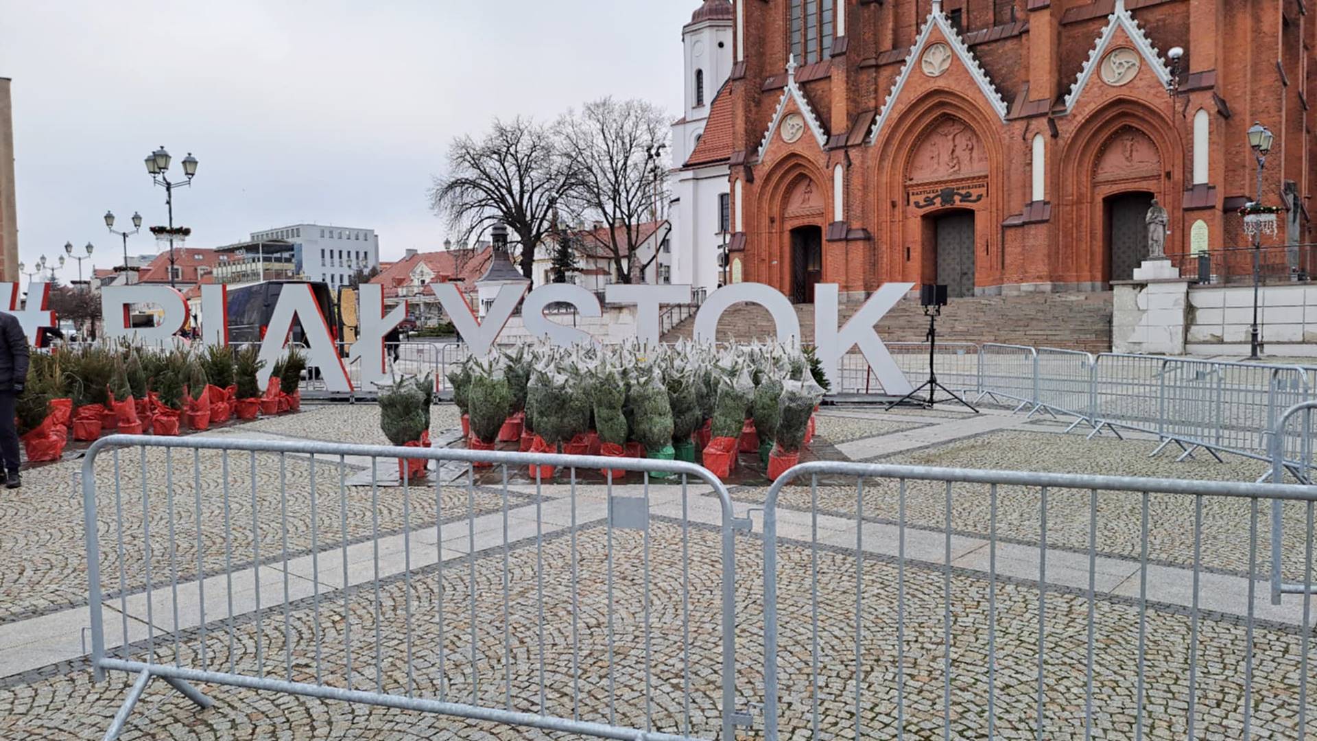 W Białymstoku można wymienić starą sztuczną choinkę na żywe drzewko