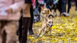 Parada adopciaków na białostockich Plantach, fot. Sylwia Krassowska